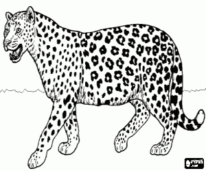 Jaguar on Colorear Jaguar