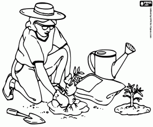 Colorear Jardinera trabajando en el cultivo de las plantas