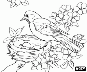 Dibujos para colorear de Pájaros , dibujos de Pájaros para imprimir ...