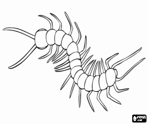 Dibujos para colorear de Insectos , dibujos de Insectos para imprimir ...